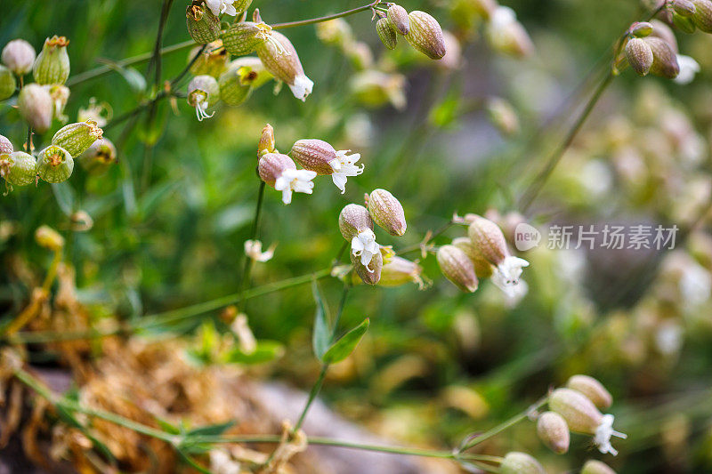 膀胱炎(silene vulgaris)